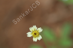 Tridax procumbens